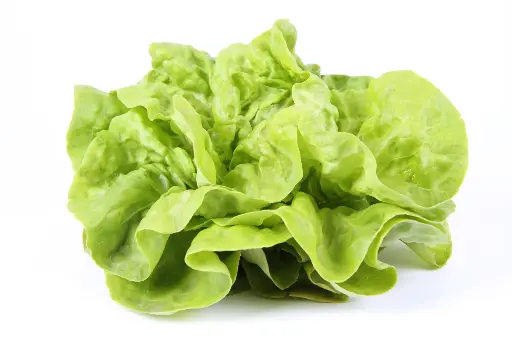 Lettuce Butterhead - Boston