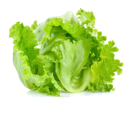Lettuce Iceberg