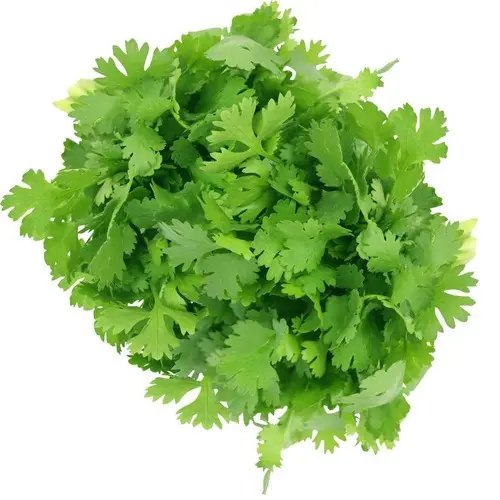 Coriander leaves