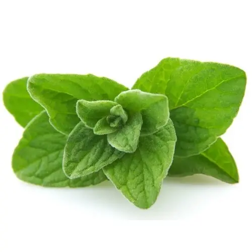 Oregano (Sri Lanka)
